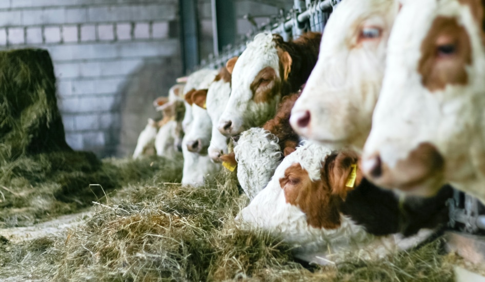 Kühe beim Fressen in einem landwirtschaftlichen Betrieb