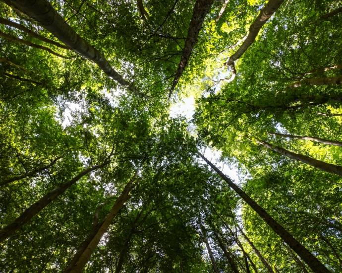 Bäume im Wald als Symbol für Nachhaltigkeit