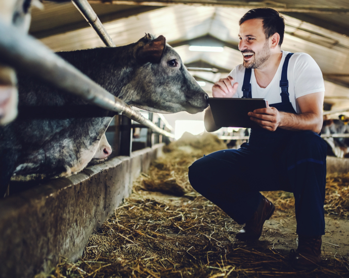 Landwirt im Stall beim Füttern einer Kuh