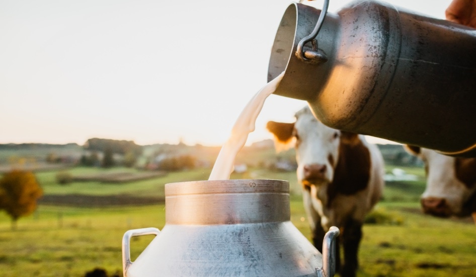 Das Abfüllen von Milch in Milchkannen auf einer Weide