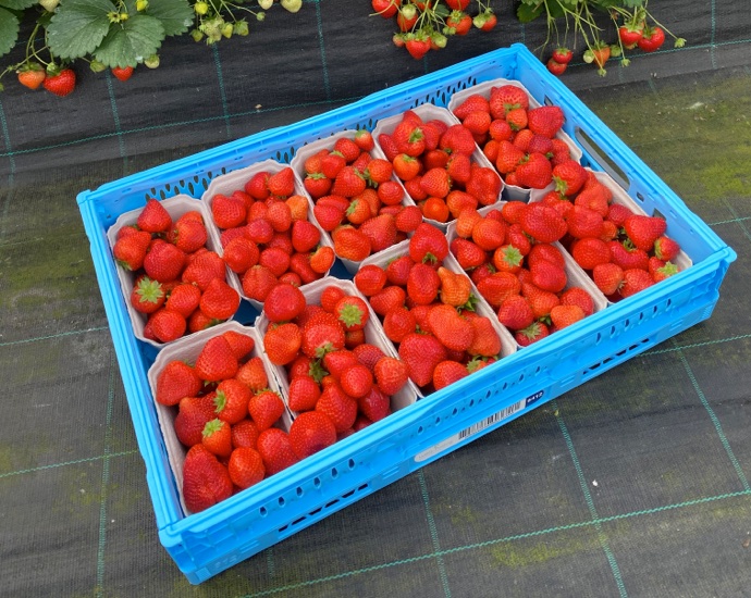 Erdbeeren in einer Mehrweg Klappkiste